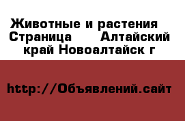  Животные и растения - Страница 10 . Алтайский край,Новоалтайск г.